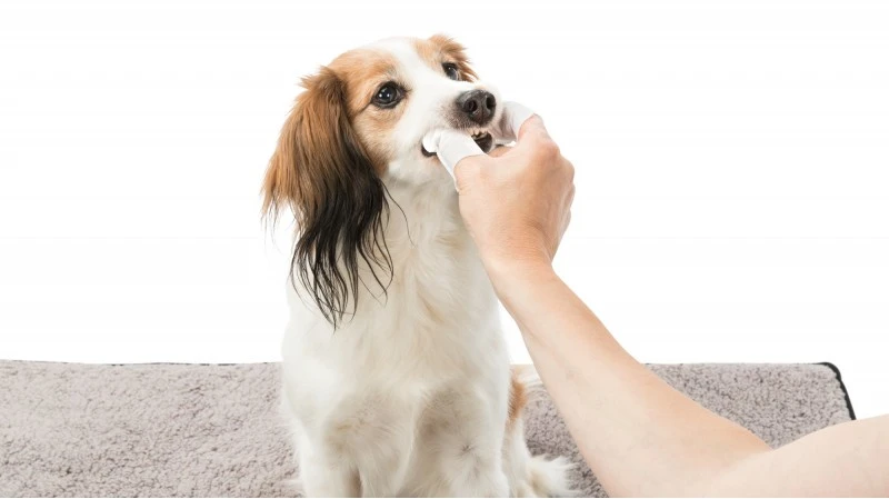 TRIXIE Dental-Care dantų valymo servetėlės - 50 vnt.