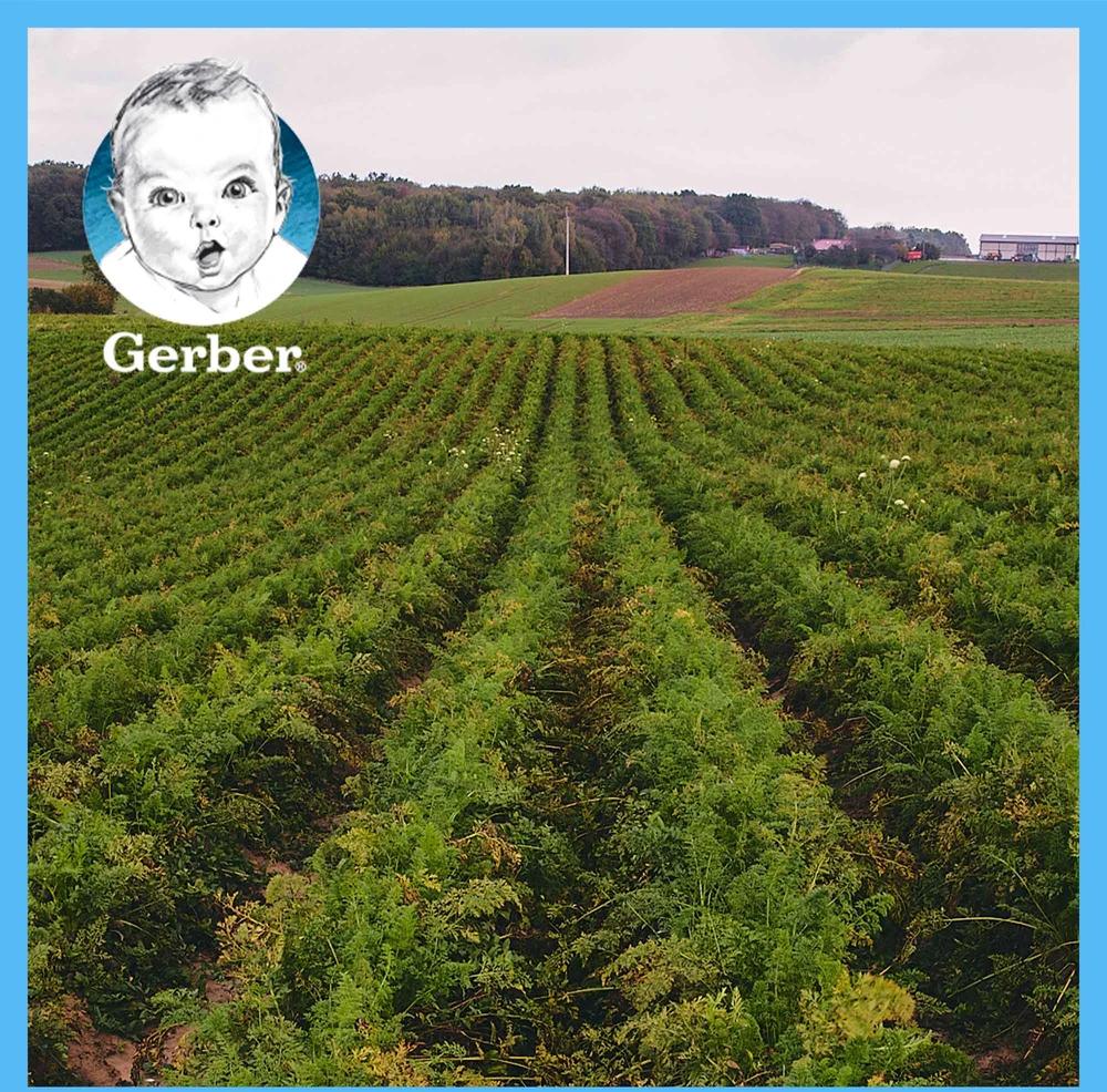 Gerber Junior Delicate žiedinių kopūstų ir brokolių sriuba 1-3 metai 250 g