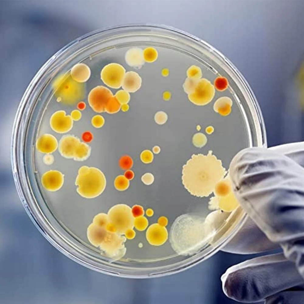 JUODOS PETRI LĖDĖLIAI 20 VNT 90 MM STERILUS PLASTIKAS LABORATORIJAI