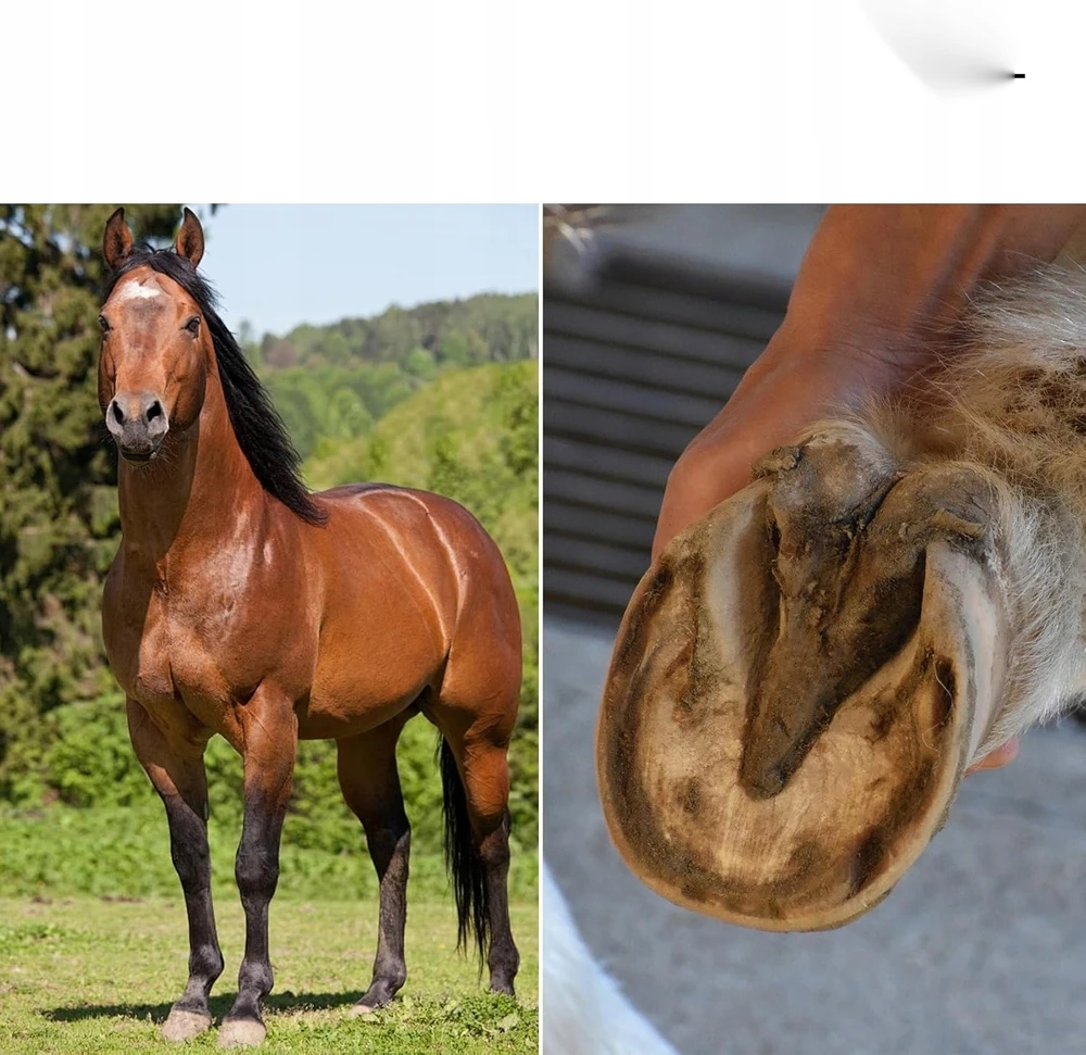 KANOPŲ PEILIŲ RINKINYS IŠ 2 KANOPŲ ARKLŲ PRIEŽIŪROS MEDIENOS PLIENAS