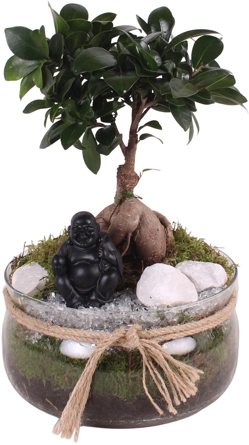 POLNIX Keraminis vazonas BONSAI, juodos sp., 19 x 13 cm