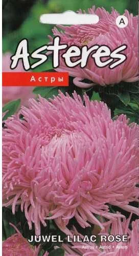 Kurzemes Seklas Astrų sėklos 0.3g Juwel Lilac Rose