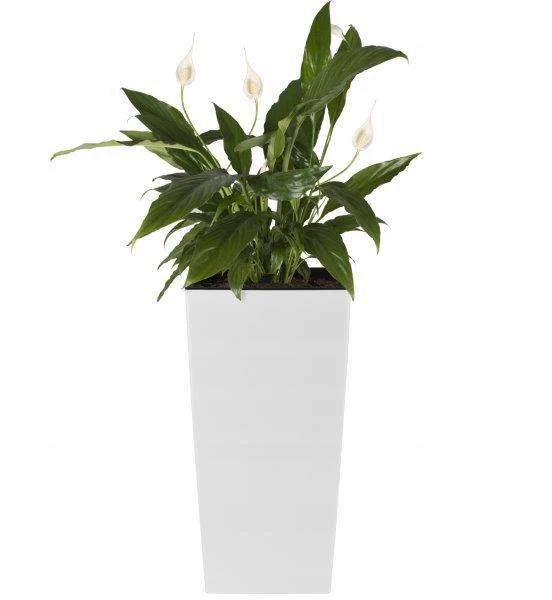 Prosperplast Lauko plastikinis vazonas URBI SQUARE, su įdėklu, baltos sp., 33 x 33 x 61 cm
