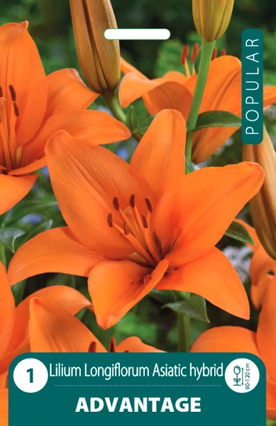 Lelijų svogūnėliai, lot. LILIUM LA ADVANTAGE, 1 vnt.
