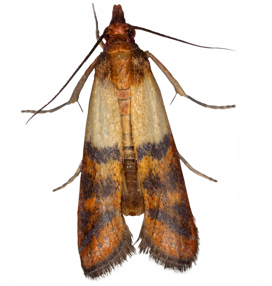 MAISTO IR DRABUŽIAI Žalias POWER MOTH Trap Bros 1 vnt.