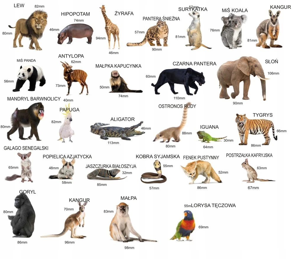 Media Mag Plokščios formos šaldytuvo magnetai I pažinti EXOTIC ANIMALS 28 vnt