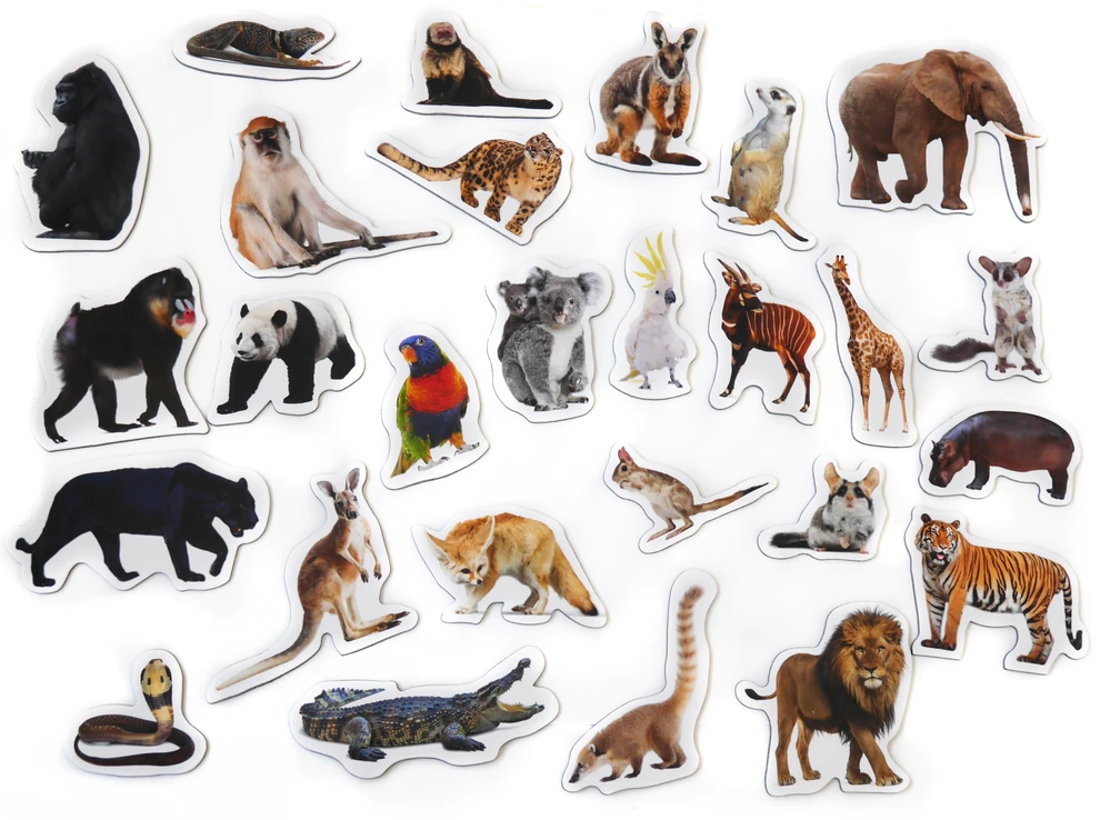 Media Mag Plokščios formos šaldytuvo magnetai I pažinti EXOTIC ANIMALS 28 vnt