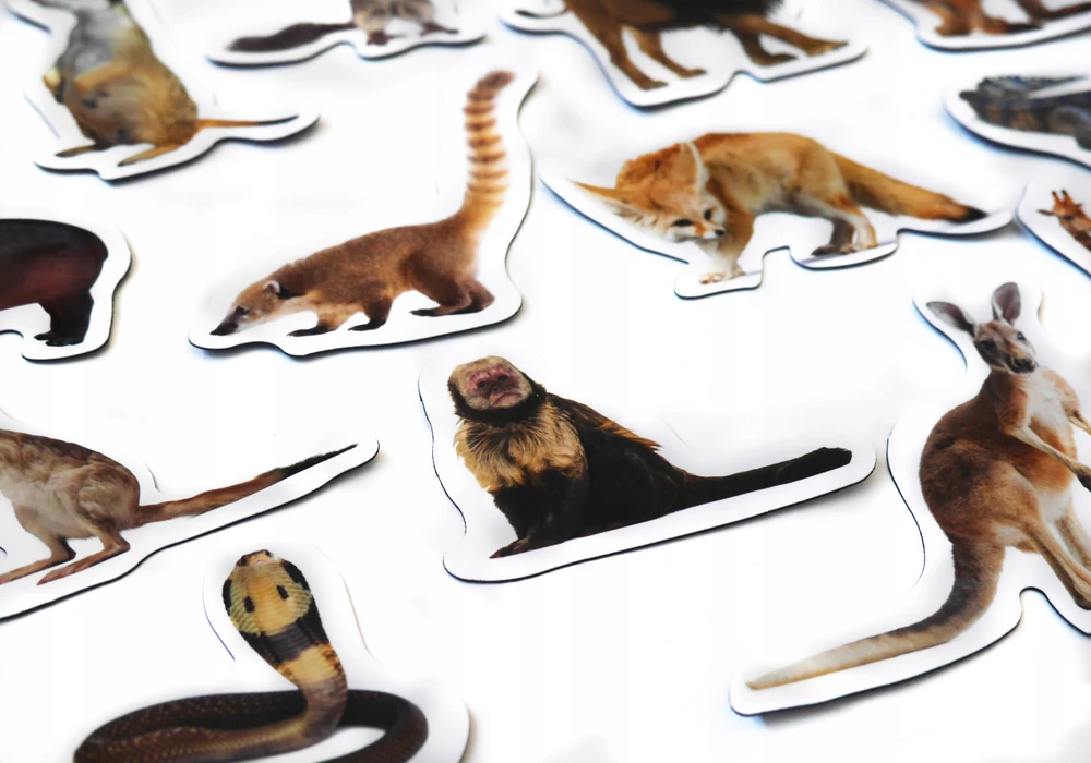 Media Mag Plokščios formos šaldytuvo magnetai I pažinti EXOTIC ANIMALS 28 vnt