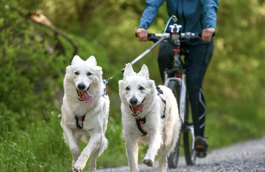 Non-Stop Dogwear Laikiklis dviračiui su antgaliu šuniui Non Stop Bike Antenna Klickfix
