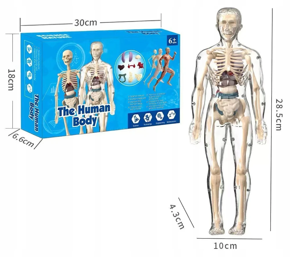 Norimpex 3D žmogaus kūno anatominis modelis Skeletas Vidaus organai Mokomasis