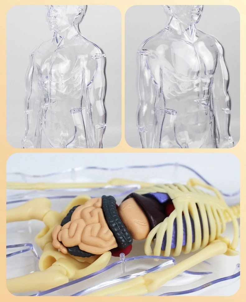 Norimpex 3D žmogaus kūno anatominis modelis Skeletas Vidaus organai Mokomasis