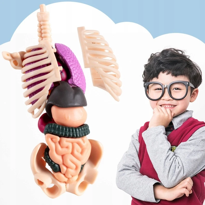 Norimpex 3D žmogaus kūno anatominis modelis Skeletas Vidaus organai Mokomasis