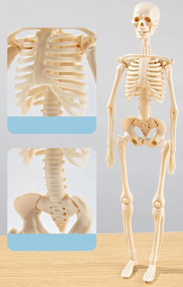 Norimpex 3D žmogaus kūno anatominis modelis Skeletas Vidaus organai Mokomasis