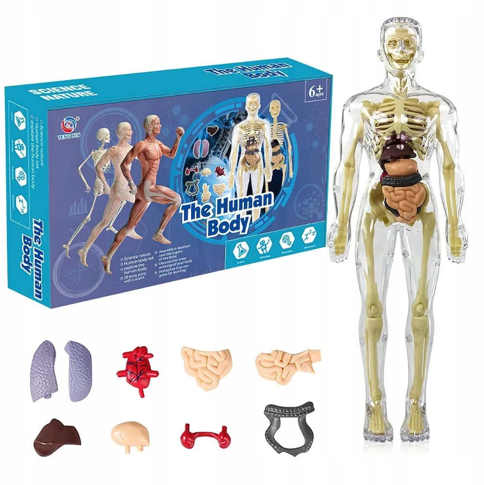Norimpex 3D žmogaus kūno anatominis modelis Skeletas Vidaus organai Mokomasis