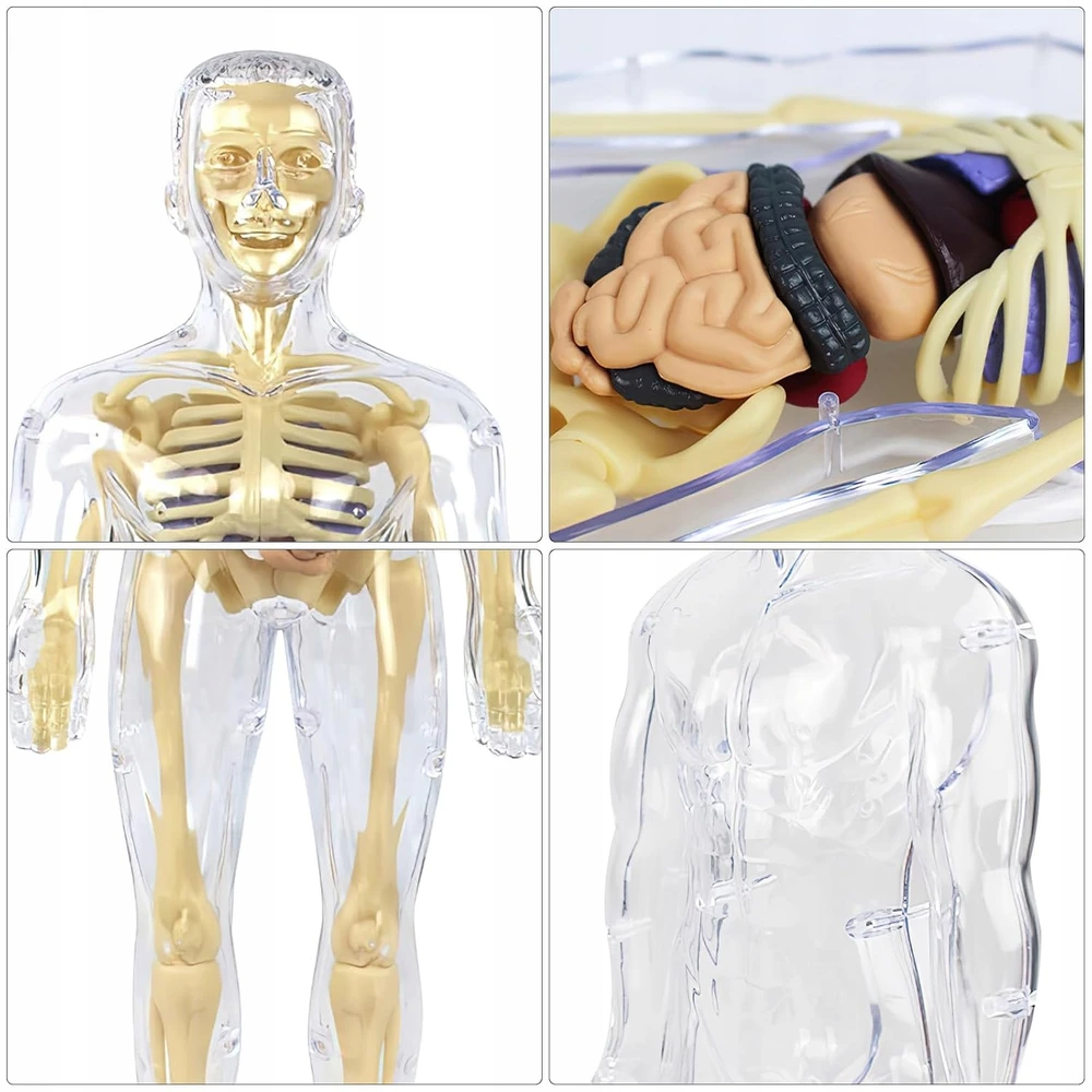 Norimpex 3D žmogaus kūno anatominis modelis Skeletas Vidaus organai Mokomasis