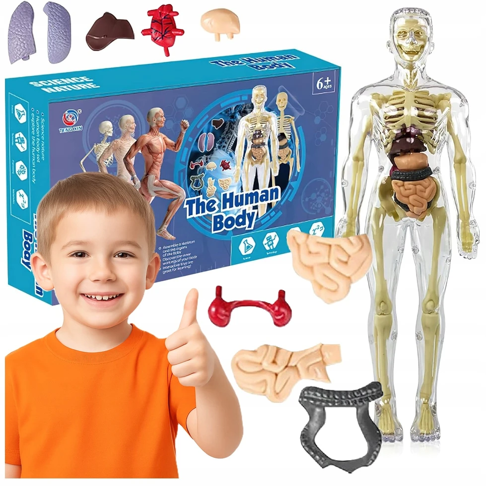 Norimpex 3D žmogaus kūno anatominis modelis Skeletas Vidaus organai Mokomasis