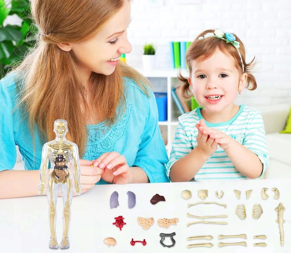 Norimpex 3D žmogaus kūno anatominis modelis Skeletas Vidaus organai Mokomasis