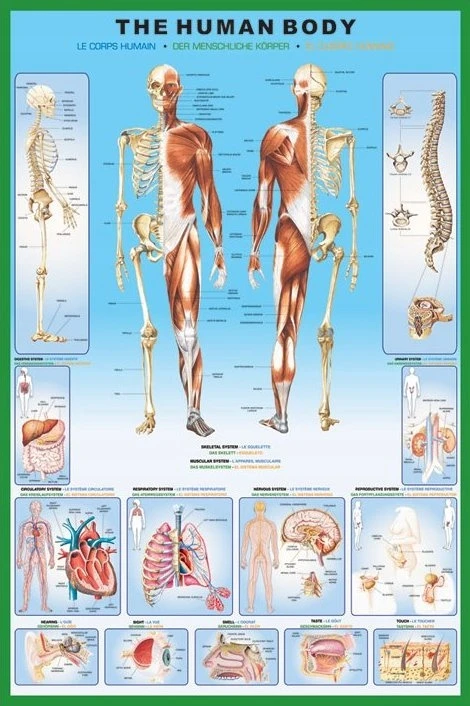 Pyramid Žmogaus anatomija – Skeletas – plakatas 61x91,5 cm