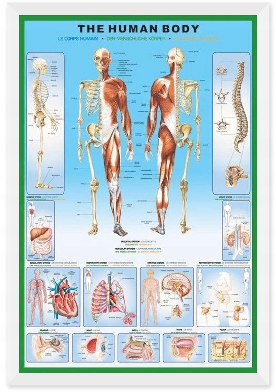 Pyramid Žmogaus anatomija – Skeletas – plakatas 61x91,5 cm