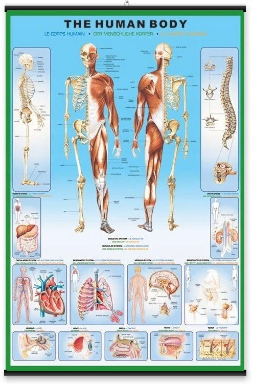 Pyramid Žmogaus anatomija – Skeletas – plakatas 61x91,5 cm