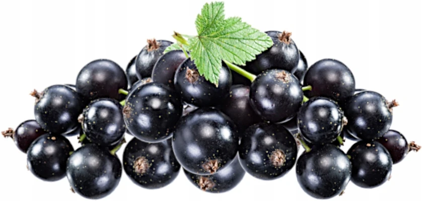 Sadvit Juodųjų serbentų sultys 100% spaustos BE CUKRAUS 5L
