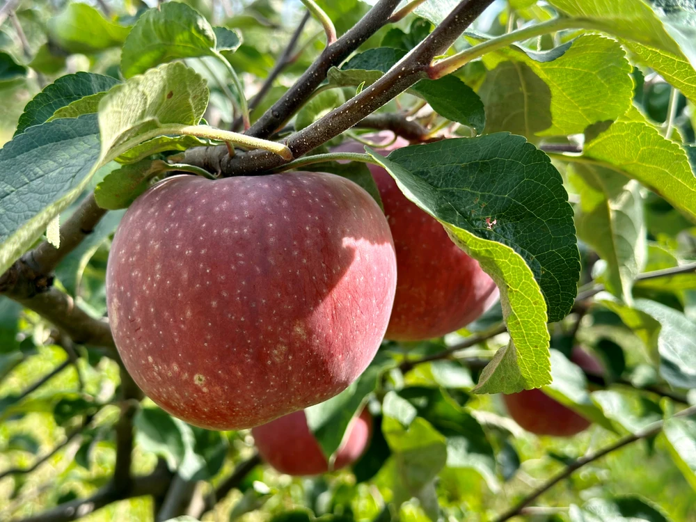 Sadvit Obuolių sultys 100% 5L natūralus lenkiškas obuolių NFC iš obuolių sveikata 100% 5kg