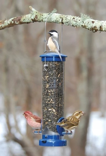 SAULĖGRĄŽOS LAUKINIAMS PAUKŠČIAMS 1kg TURDUS PL812