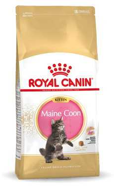 Royal Canin Maine Coon kačiukas 10kg
