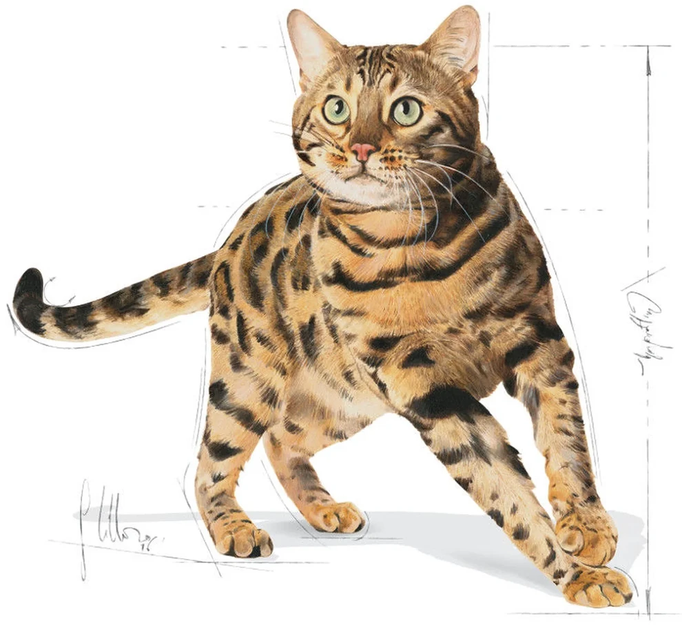 Royal Canin Bengal Adult 2kg