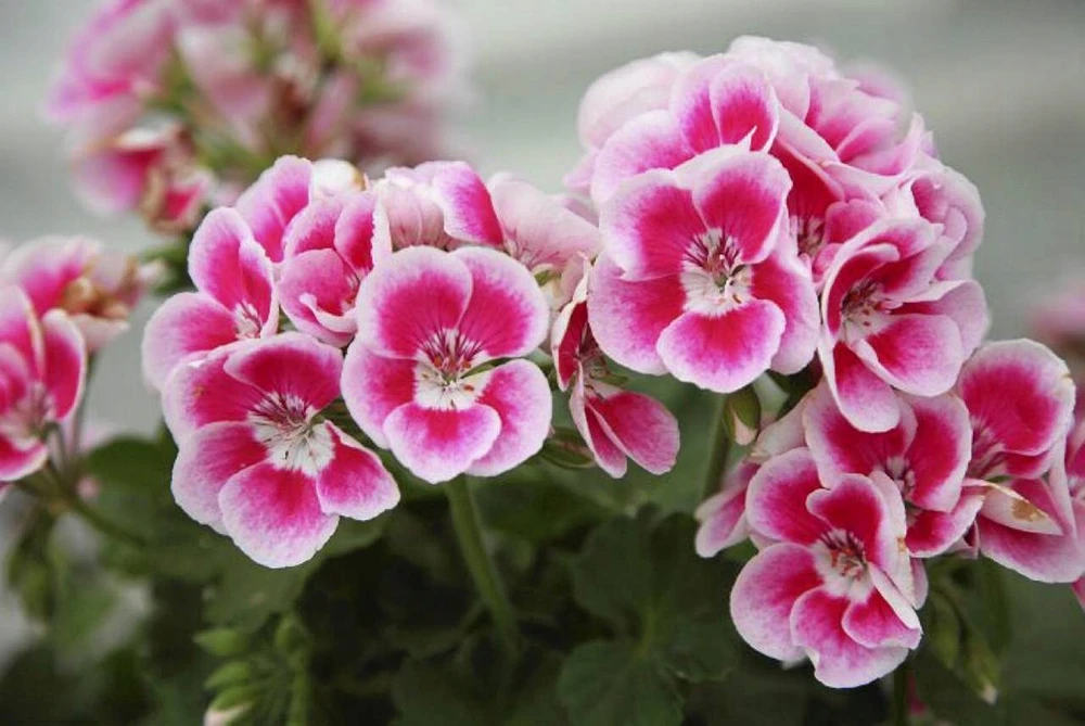„Sterlux Premium“ 50 l balkoninių gėlių substratas