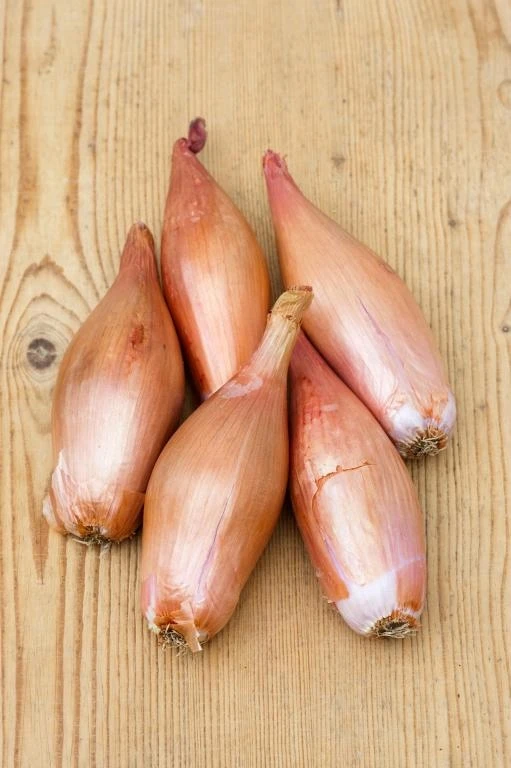 Svogūnų laiškai sodinimui ZEBRUNE 500g
