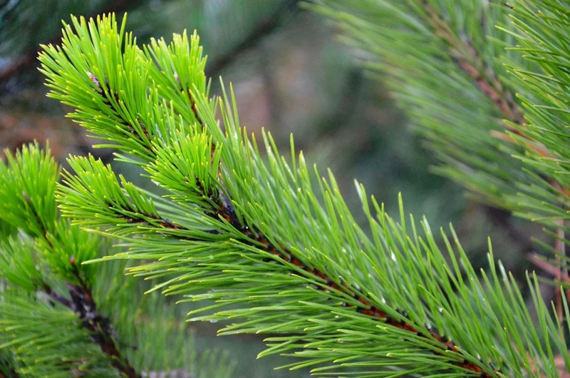Trąšos spygliuočiams Thujas 25KG Mažai azoto spygliuočiams rudens trąšos