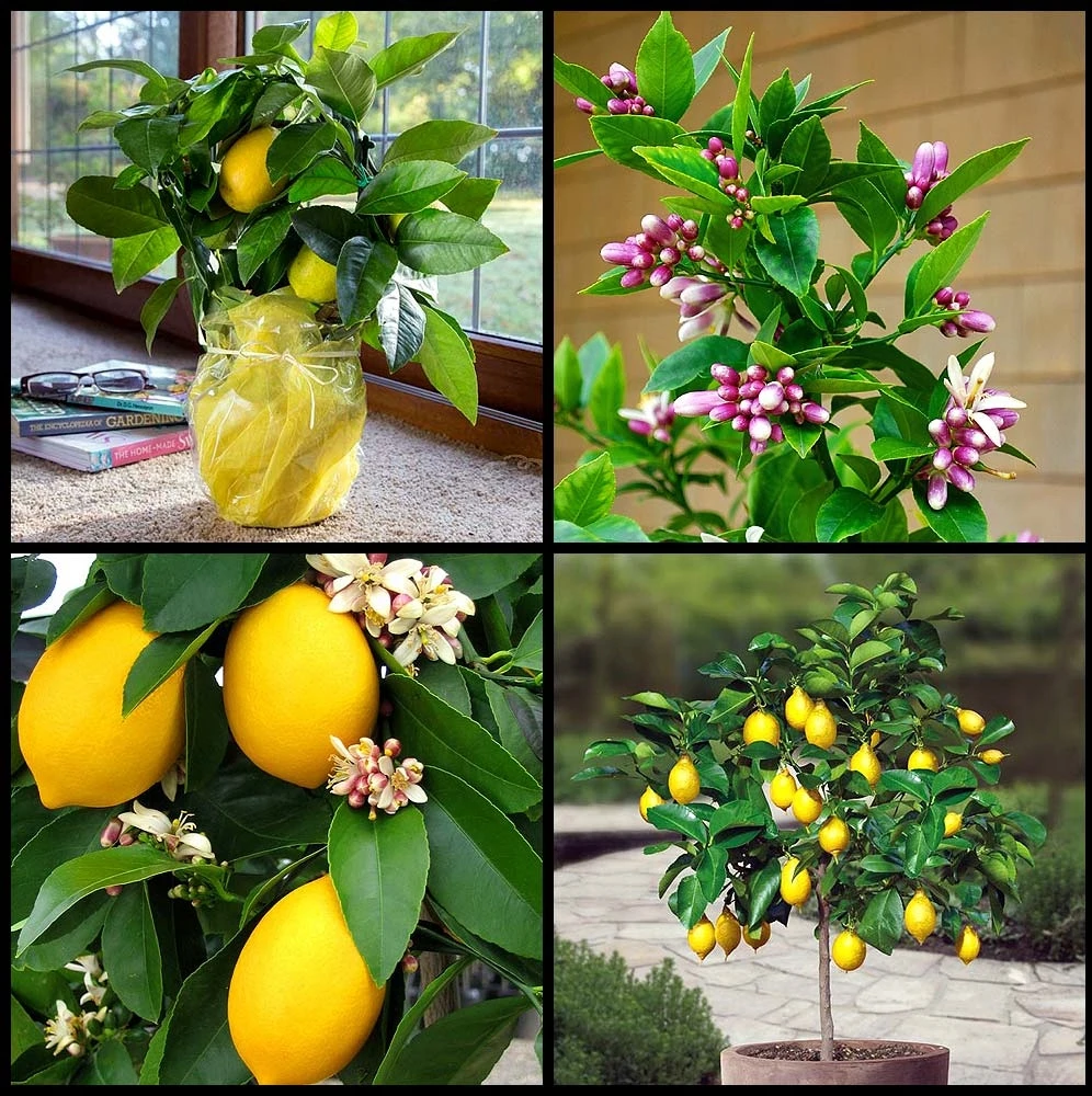 Wokas Soil Citrus Substratas 5l SMART