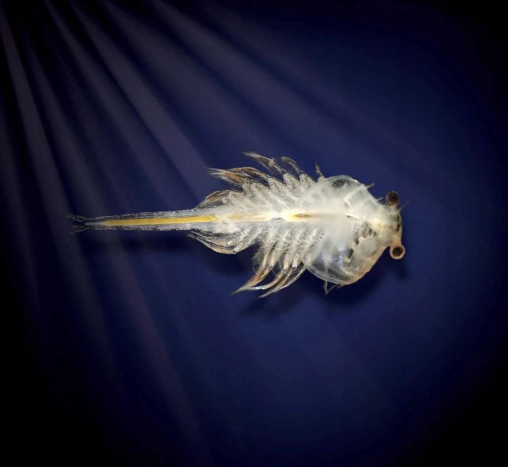 World Alive Akvariumas su LED Šviesomis Aqua Dragons 4003