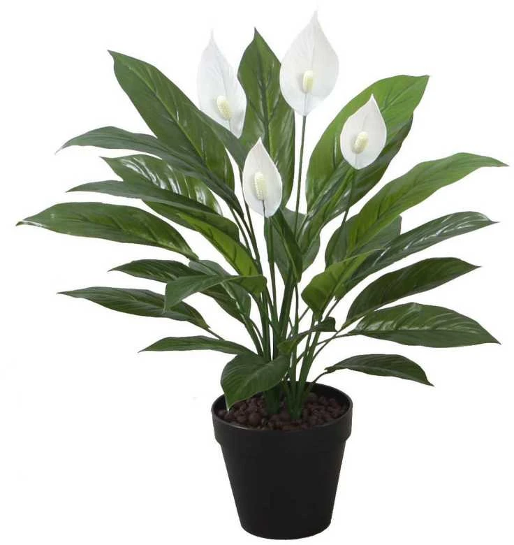 Home4You Žalias augalas SPATHE, aukštis 60 cm
