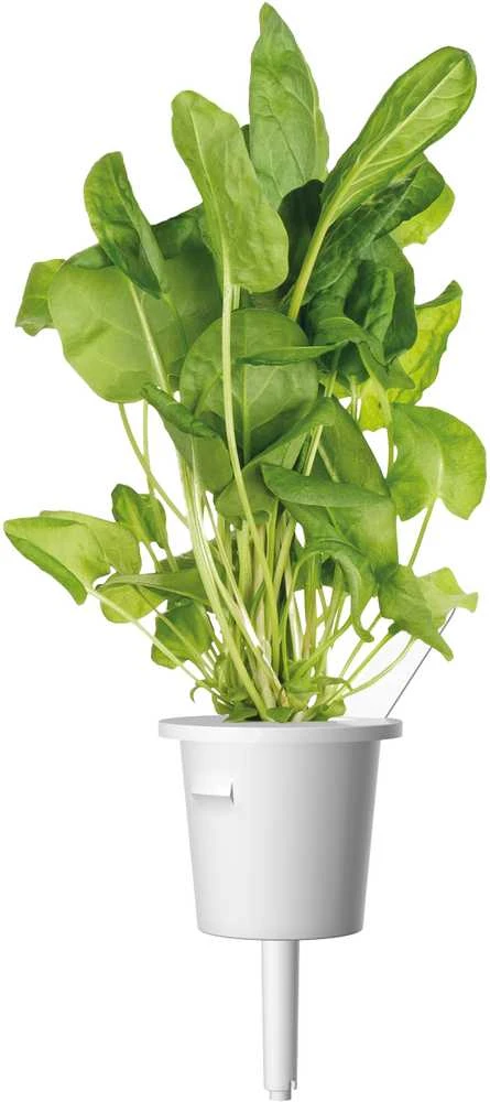 Click & Grow sėklos išmaniajam vazonui - Mišrios salotų sėklos (PPMSAX9) 9vnt.