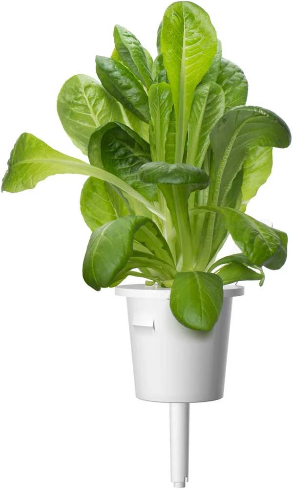 Click & Grow sėklos išmaniajam vazonui - Mišrios salotų sėklos (PPMSAX9) 9vnt.