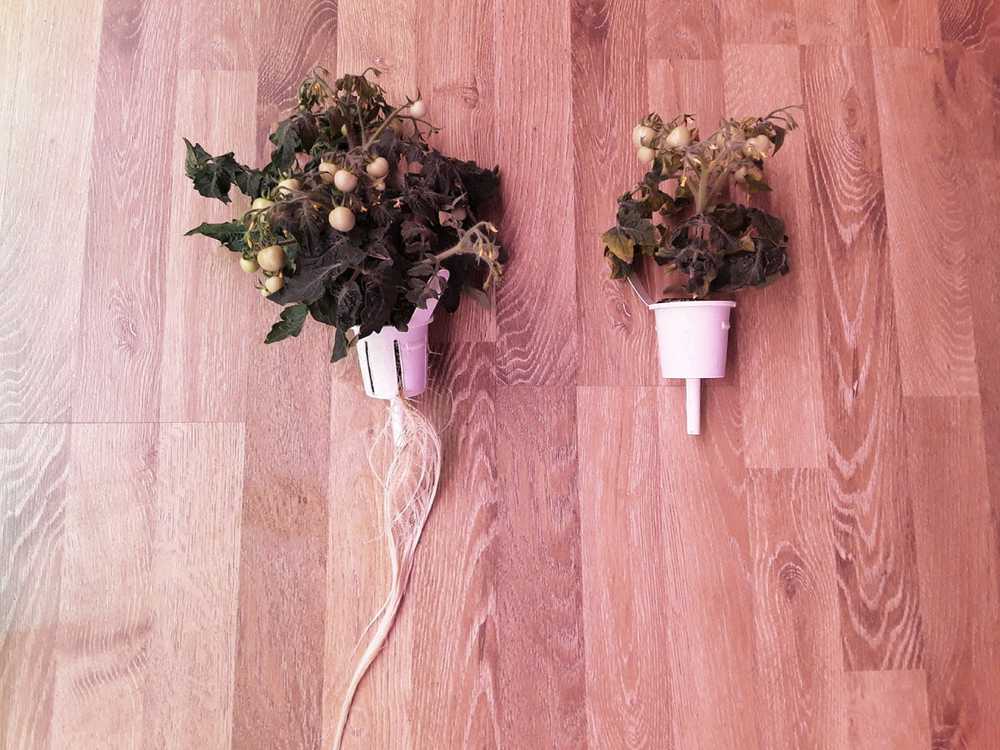 Click and Grow Pro Plant Cups 9 pakuotė