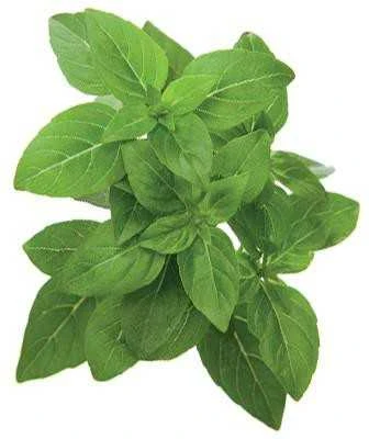 Click and Grow 3 vnt. papildymas - nykštukinio baziliko sėklos (Dwarf basil)
