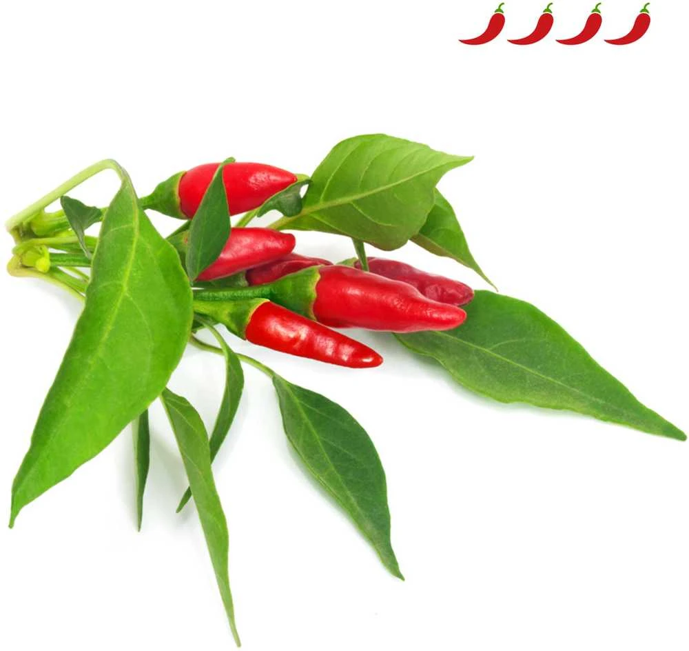 Click & Grow sėklos išmaniajam vazonui - Piri Piri čili pipirai (SGR67X3) 3vnt.
