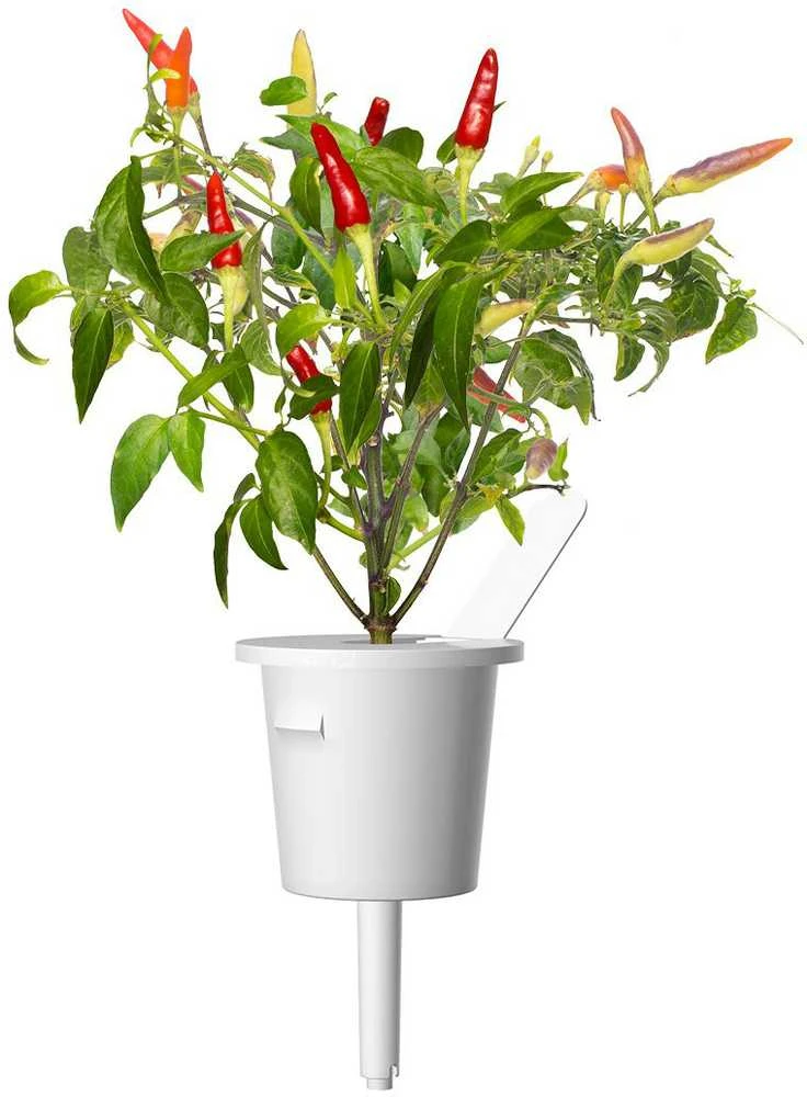 Click & Grow sėklos išmaniajam vazonui - Raudonieji aštrieji čili pipirai (SGR52x3) 3vnt.