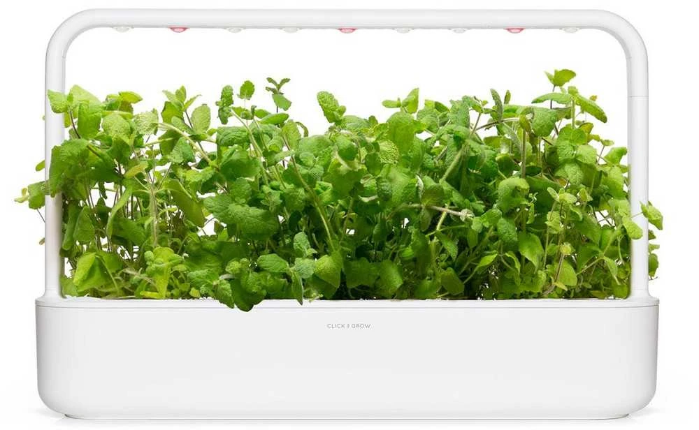 Click and Grow 3 vnt. papildymas - obuolinių mėtų sėklos