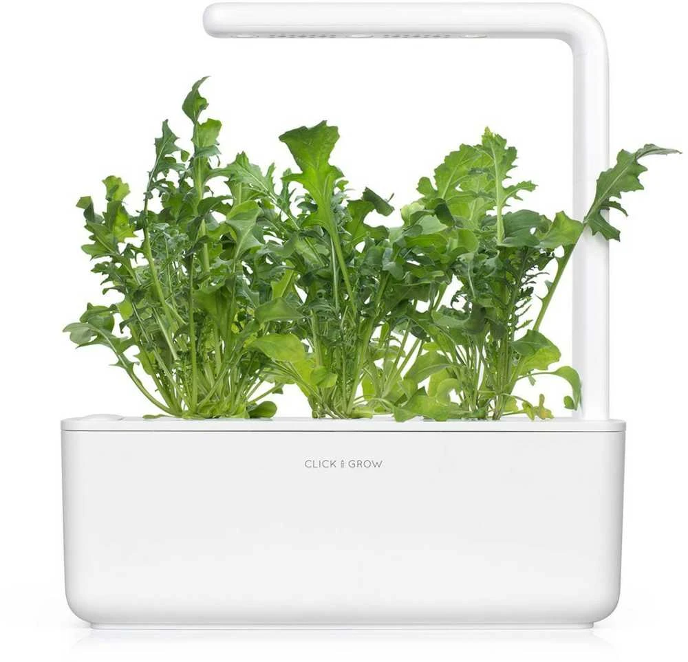 Click & Grow sėklos išmaniajam vazonui - Lapinės garstyčios (SGR19X3) 3vnt.