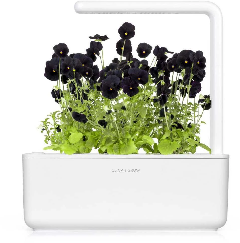 Click And Grow Click & Grow sėklos išmaniajam vazonui - Juodosios našlaitės, 3vnt.