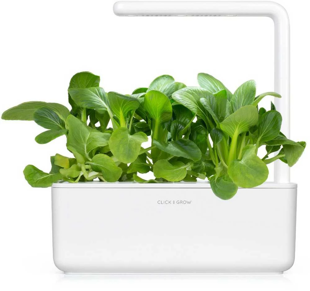 Click and Grow 3 vnt. papildymas - kininių kopūstų sėklos