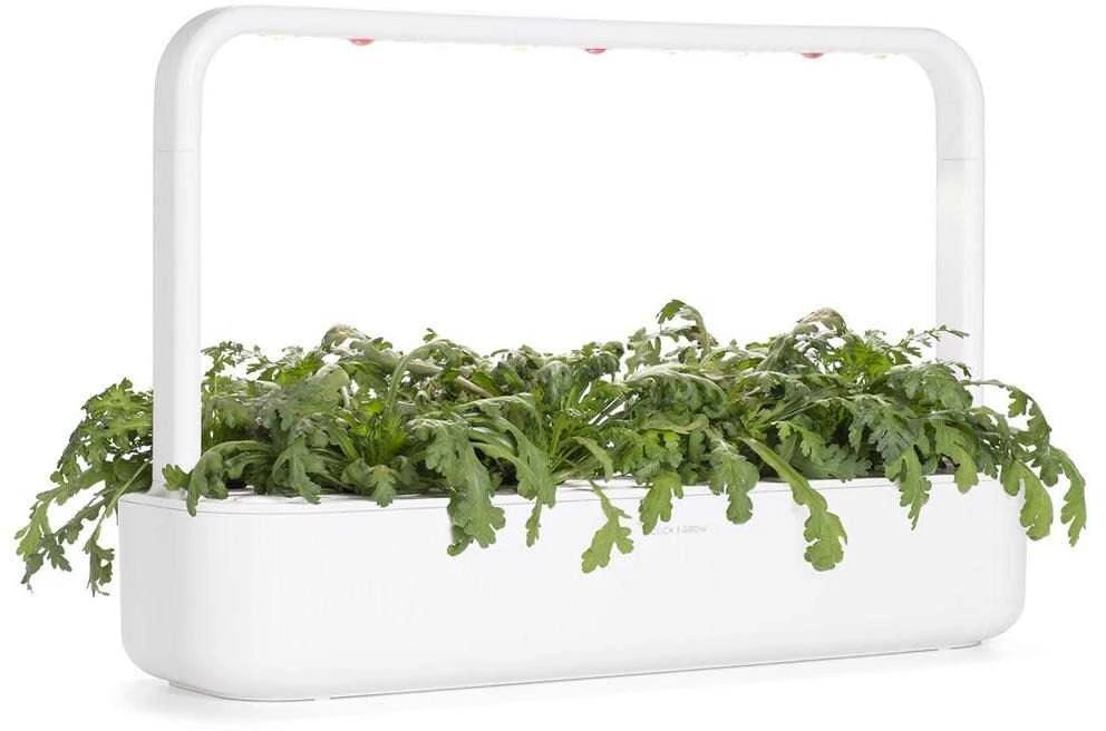 Click And Grow Click & Grow sėklos išmaniajam vazonui - Vainikinė skaistažiedė (SGR81X3) 3vnt.