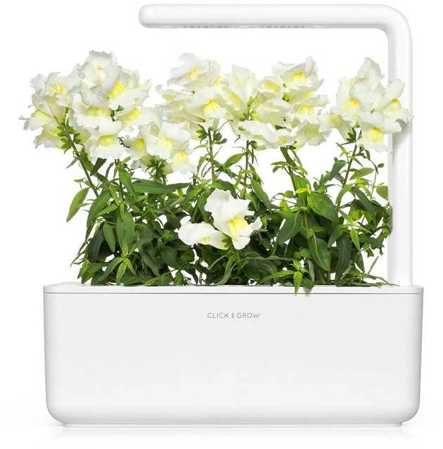Click And Grow Click & Grow sėklos išmaniajam vazonui - Baltasis žioveinis (SGR78X3) 3vnt.