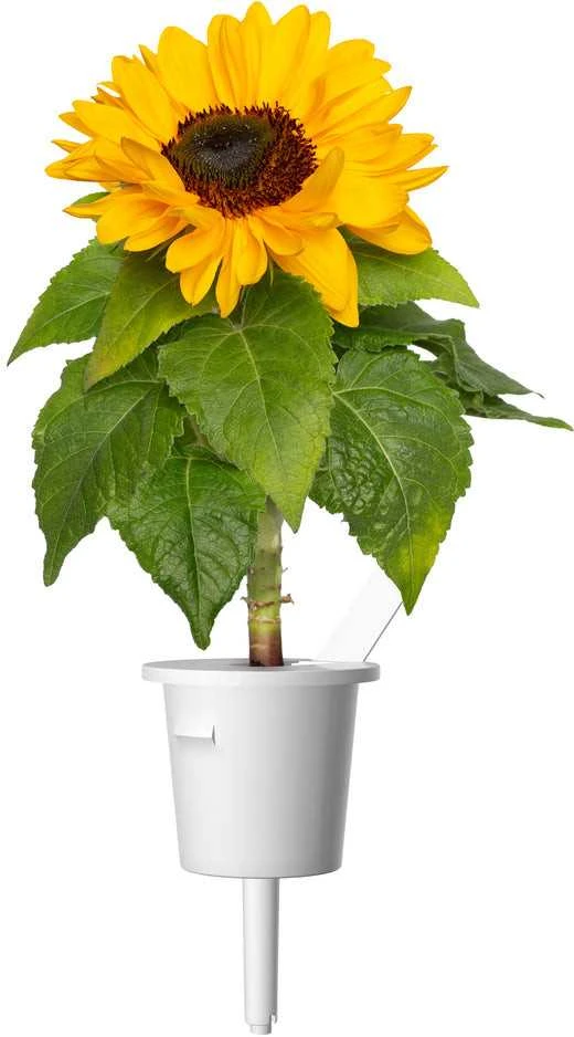 Click Grow „Click and Grow“ – išmaniojo sodo papildymas, 3 vnt. pakuotė – mini saulėgrąžos, 100 % be žiedadulkių ir lengvai auginamos – mini – geltonos