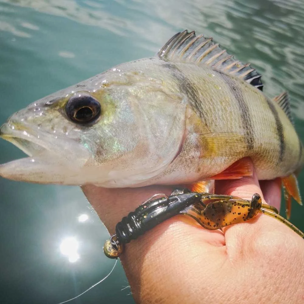 Spiningavimo masalas Perch Professor Fapping Craw 5cm (6 vnt.)