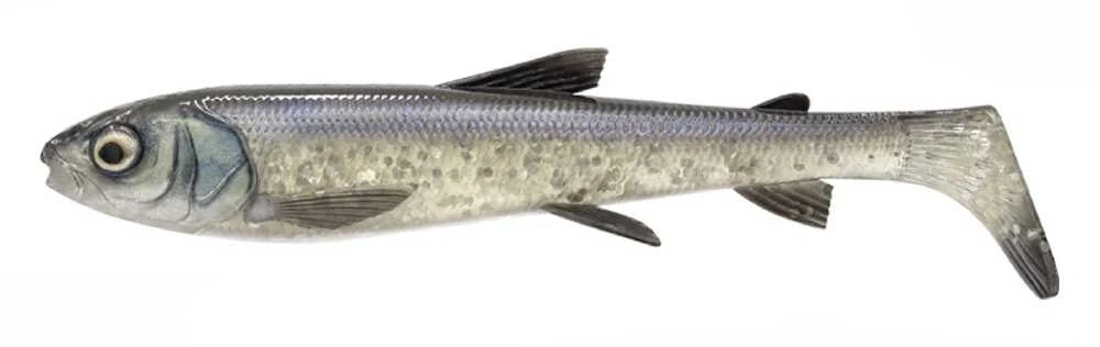 Spiningavimo masalas Savage Gear 3D WhiteFish Shad 27cm